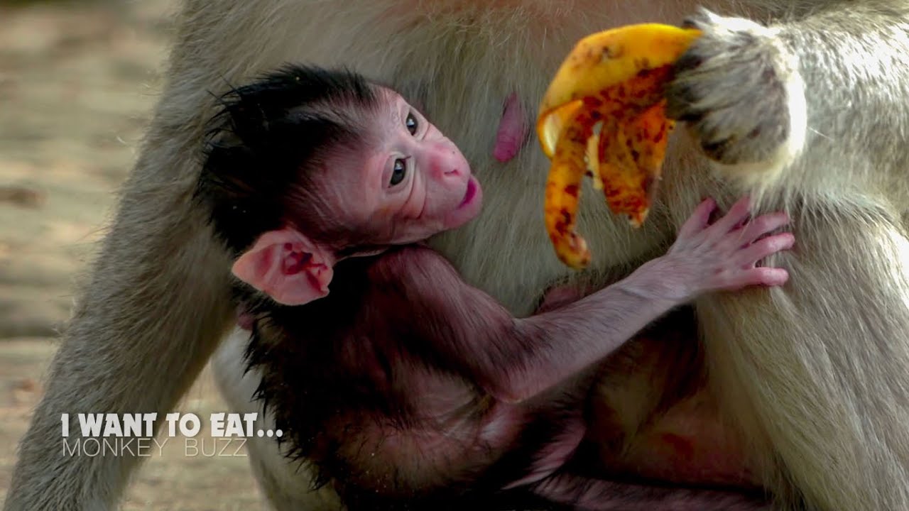 Wow cute... Adorable newborn baby monkey Cinn want to eat banana with mum