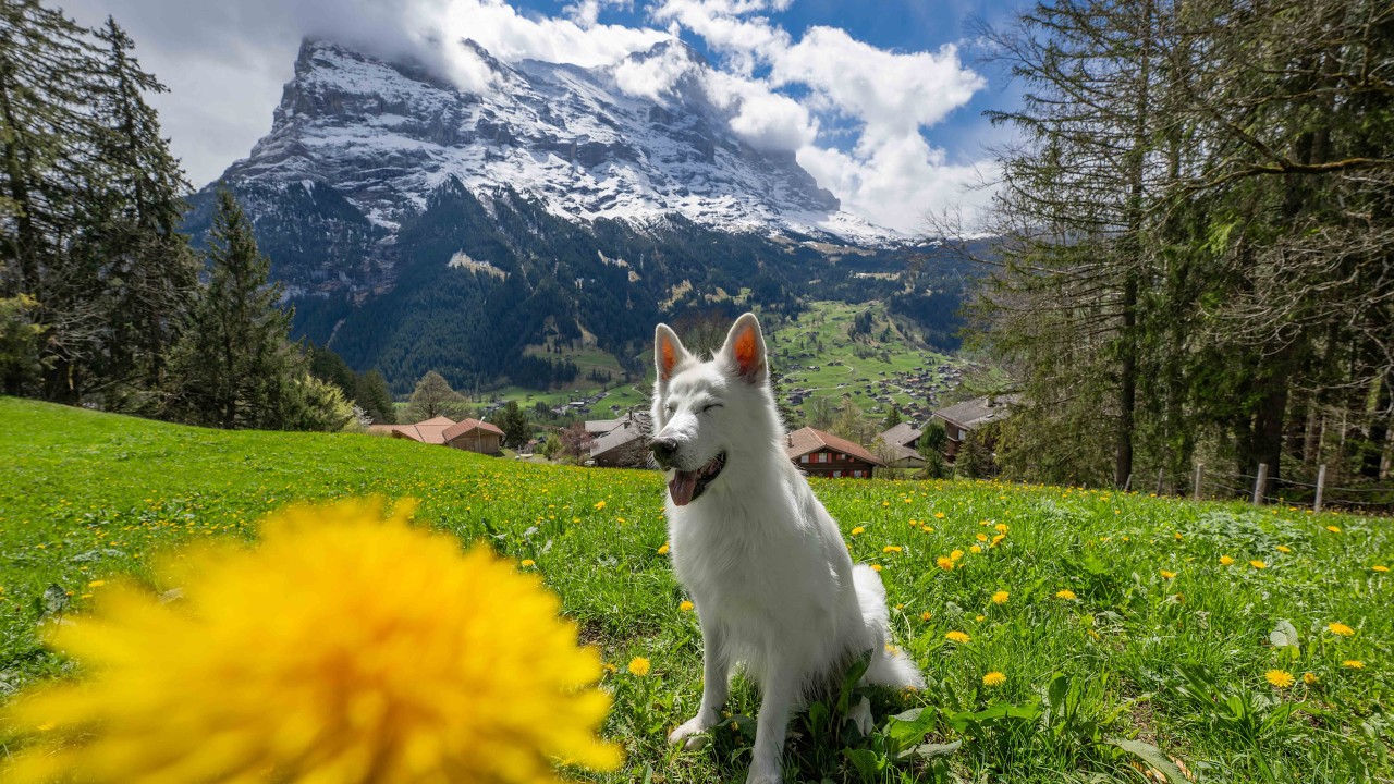 Beautiful Bernese Oberland Switzerland in April