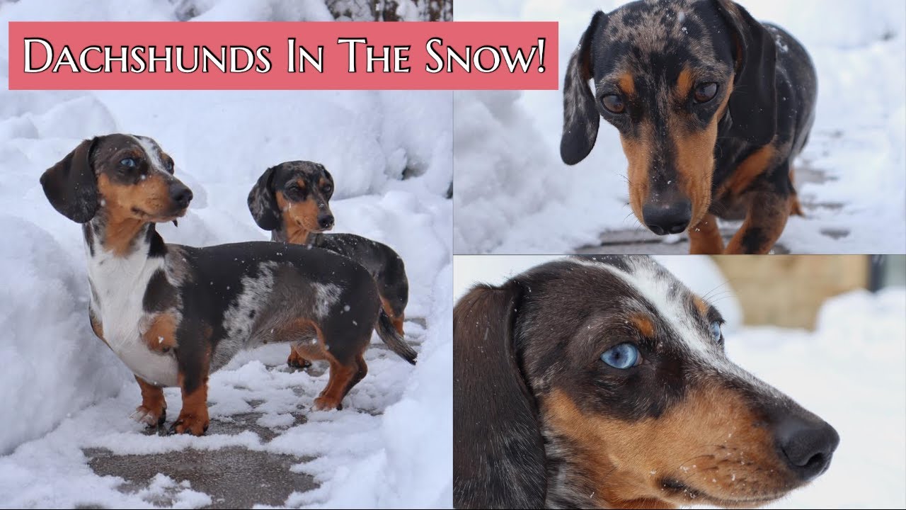 DAPPLE DACHSHUNDS HAVING FUN IN THE SNOW | Pupdate/Catch Up