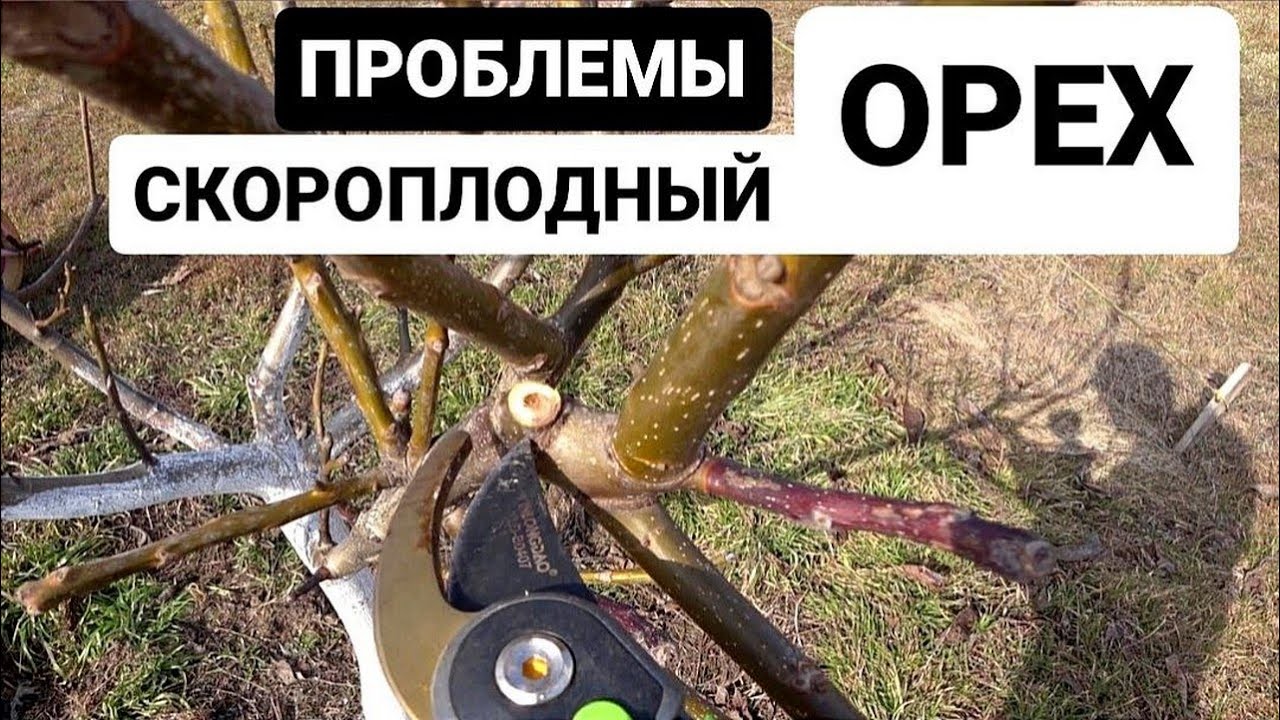 Орех скороплодный ПРОБЛЕМЫ перед весенней обрезкой