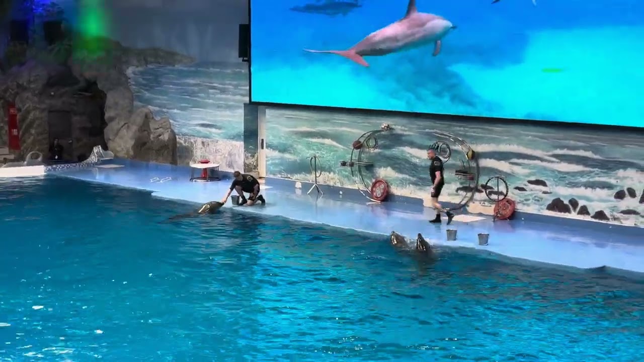 Dubai Dolphinorium #dubai #dubaidolphinarium 