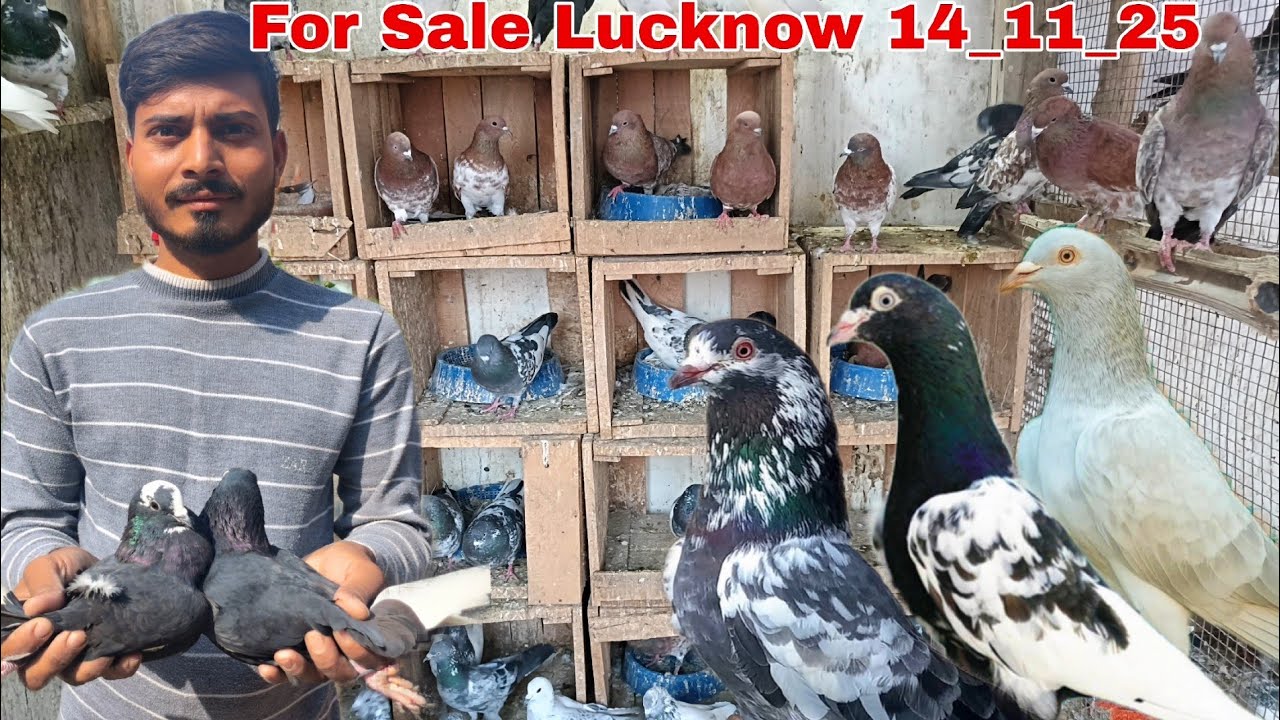 नायब 30,40, Desi High Flyer Kabutar Sale 🫠 Saharanpuri, Golden,Kalchoce,Fulsere, Nesawre,,9807933451