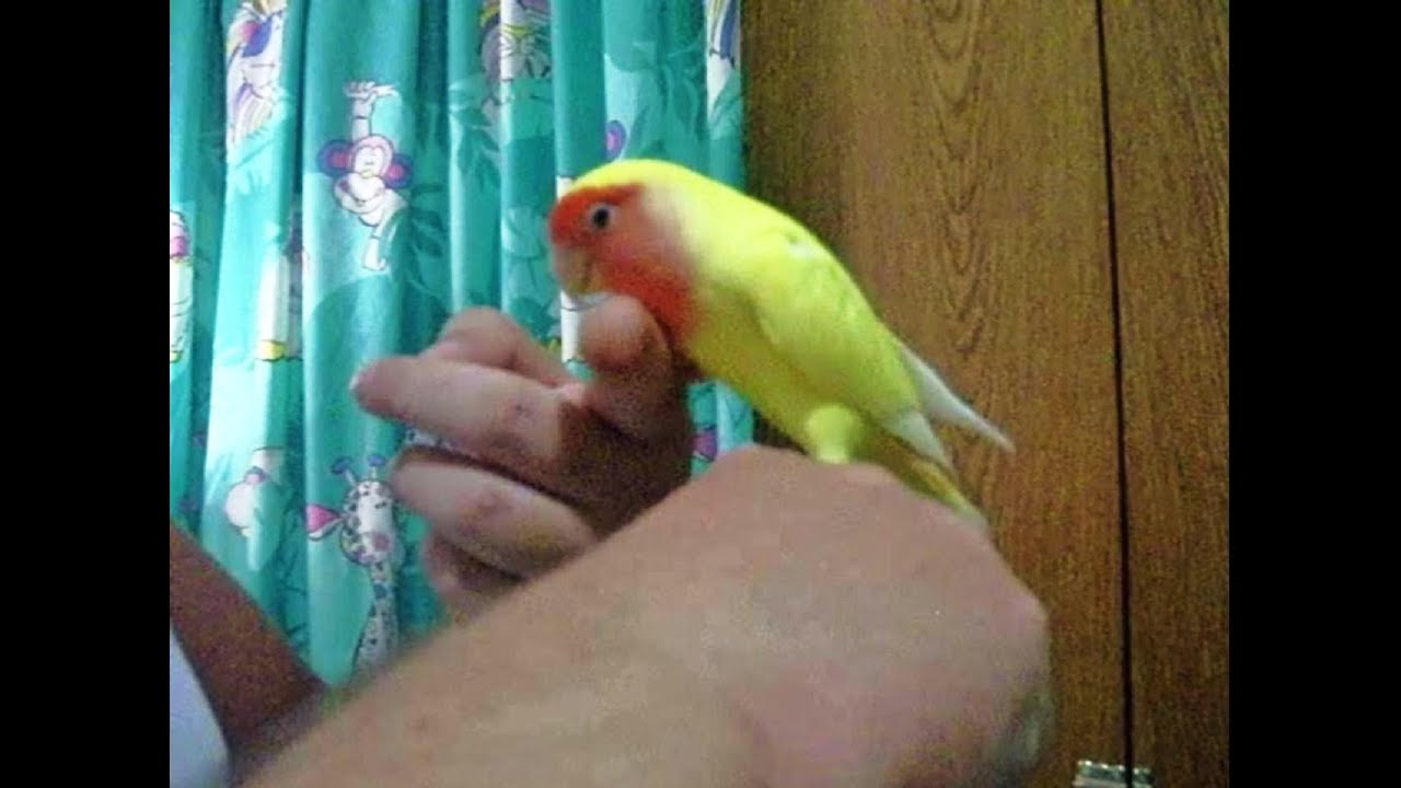 ADIESTRAR a un agaporni ARISCO Y ASUSTADIZO - truco subir al dedo