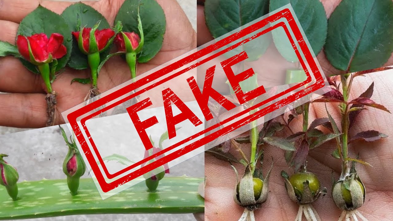 Professional Grower Exposes Fake Rose Propagation Videos