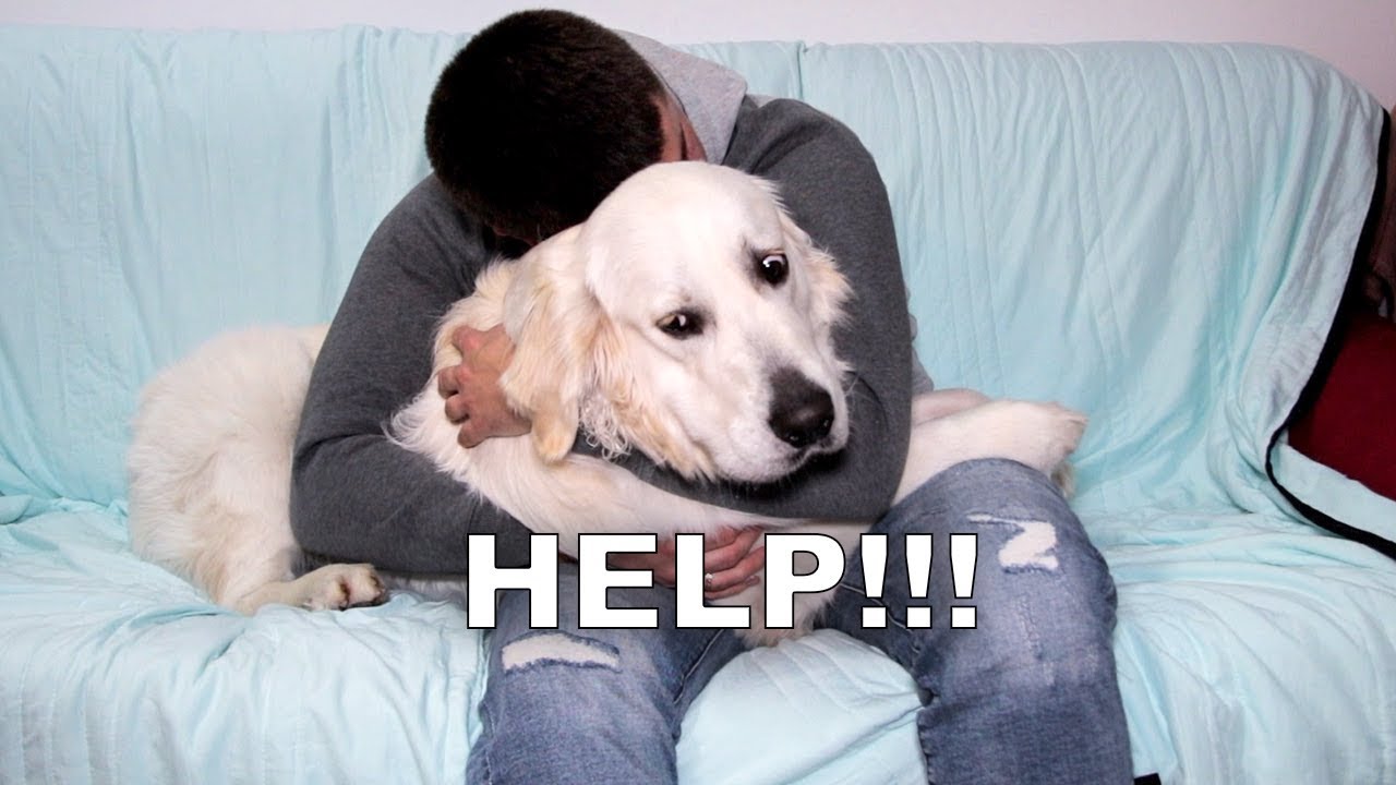 Hugging my dog for too long [with funny dog’s commentary]
