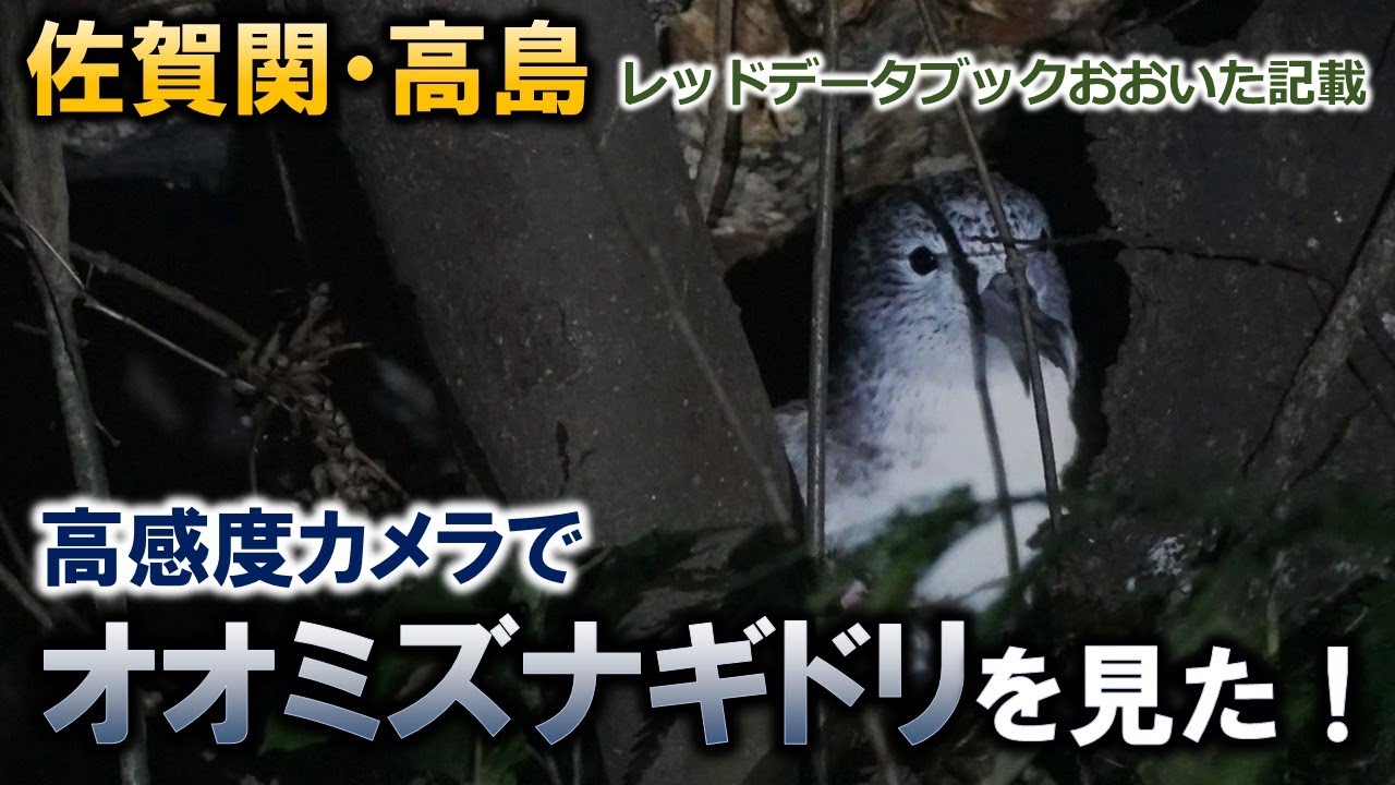 佐賀関・高島のオオミズナギドリ　高感度カメラで撮影【絶滅のおそれのある地域個体群　レッドデータブックおおいた2022】
