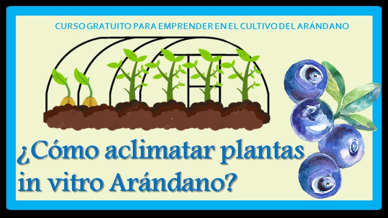 CÓMO ACLIMATAR PLANTAS  IN VITRO DE ARÁNDANOS