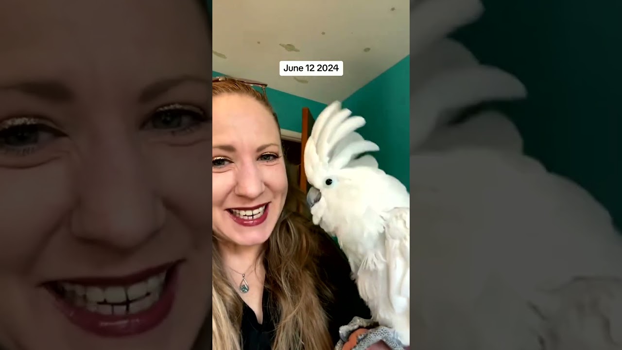 Parrot Doing His “Boss Walk”