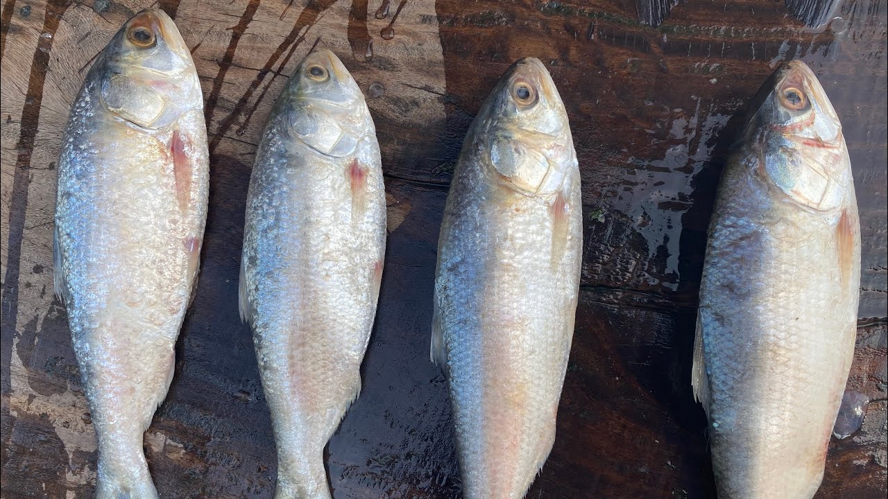 The famous palo fish of jamshoro