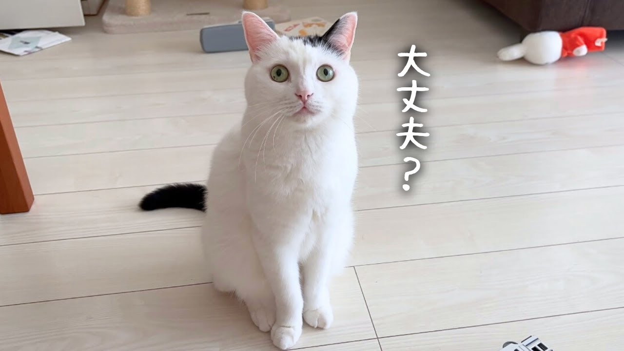 飼い主がコロナ療養中の猫の様子がこちらです
