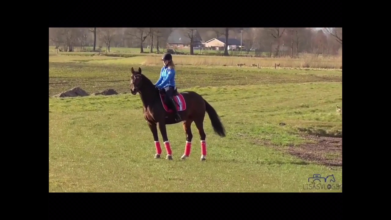 No Roots ~ Horse Fails Music Video