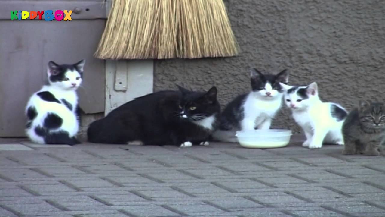 Kittens - Mein Kätzchen Alltag (KIDDYBOXTV)