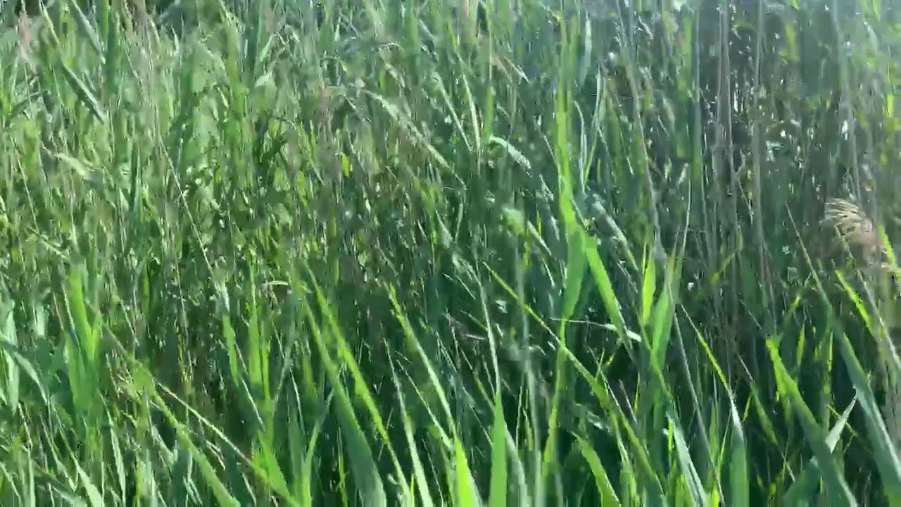 A Moment in Nature: Whispering Reeds
