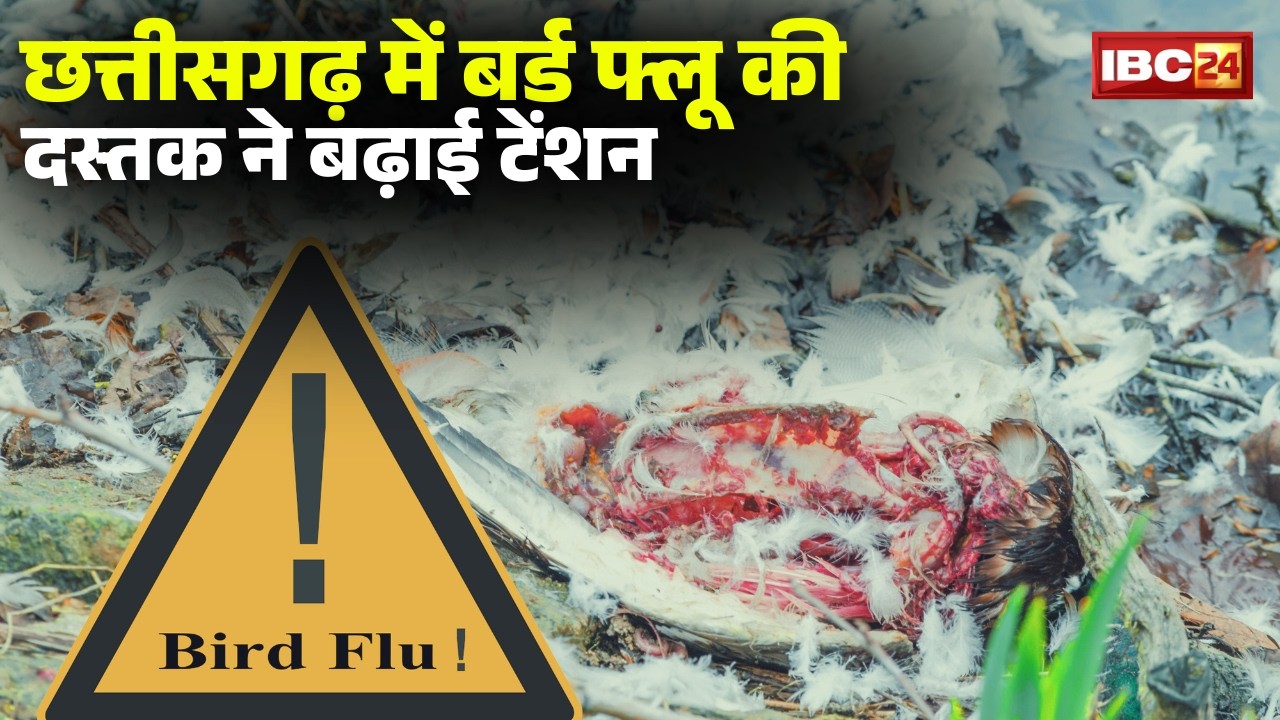 Bird flu in Chhattisgarh: The outbreak of bird flu has raised tensions. Several restaurants in Bi...
