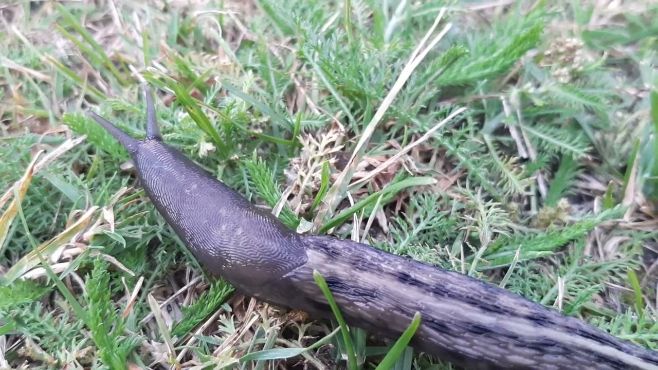 Must seatigu, must-seatigu; Limax cinereoniger