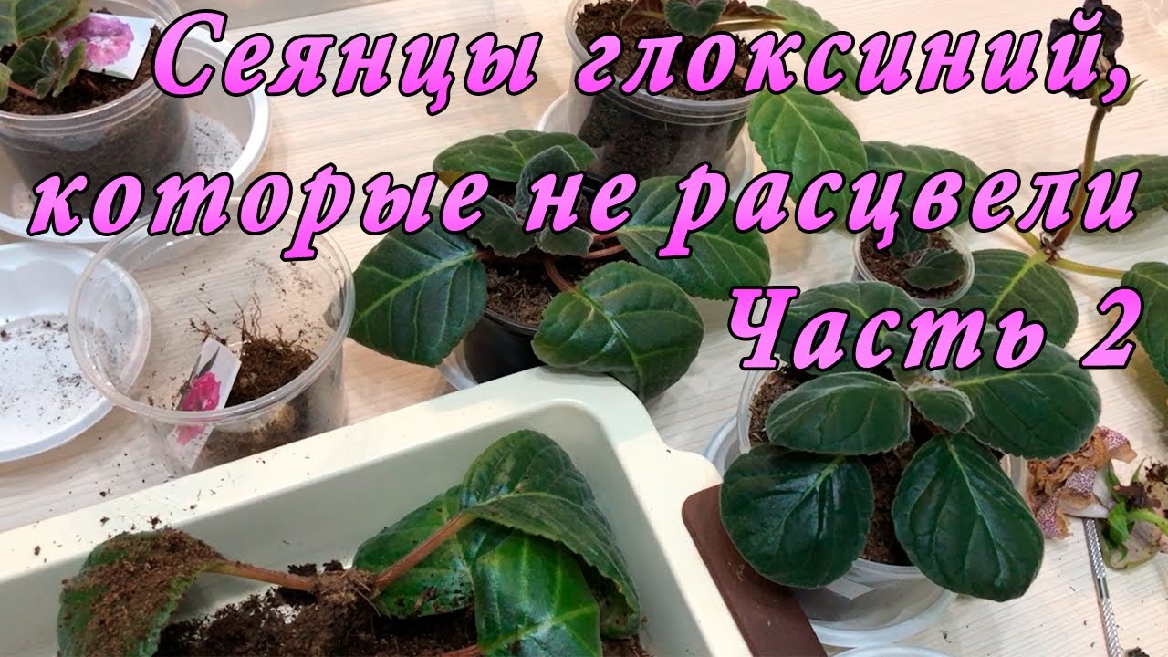 Сеянцы глоксиний, которые не расцвели. Часть 2