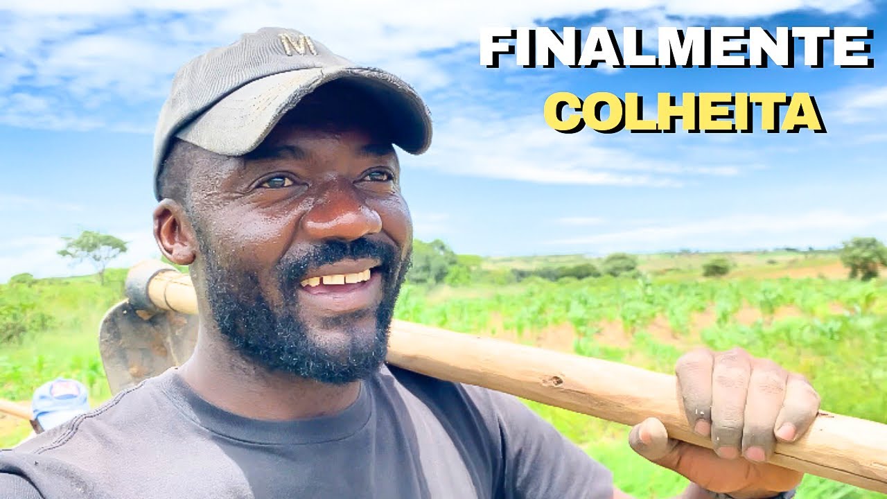 COMEÇAMOS COM A COLHEITA DA BATATA  NA MACHAMBA 
