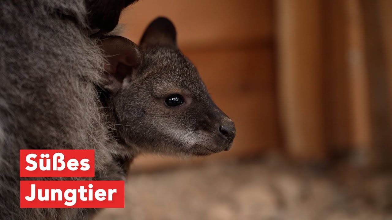 Wirtschaftsfenster M-V: Känguru-Nachwuchs im Tierpark Wismar