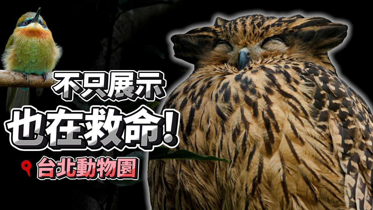 動物園是諾亞方舟還是監獄？聽完「B胖爺爺」和「棄蛋」的故事，你會有不一樣的答案 | 波氏家族 popofamily