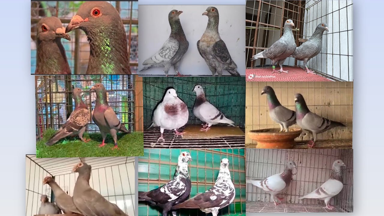 🕊️🇮🇳🕊️ RACERS HOMARS N OTHERS HOMARS VARITY FOR SALE IN KOLKATA🕊️🇮🇳🕊️ MAXIMUM IMPORTED 🕊️🇮🇳🕊️
