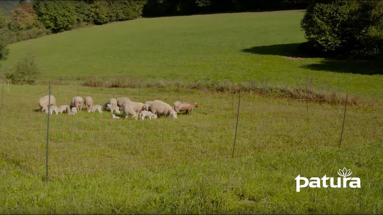 PATURA Filet électrifié contre les loups