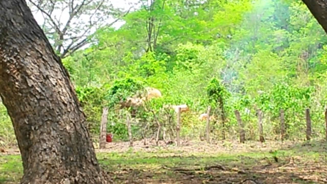 Masacre de Saman