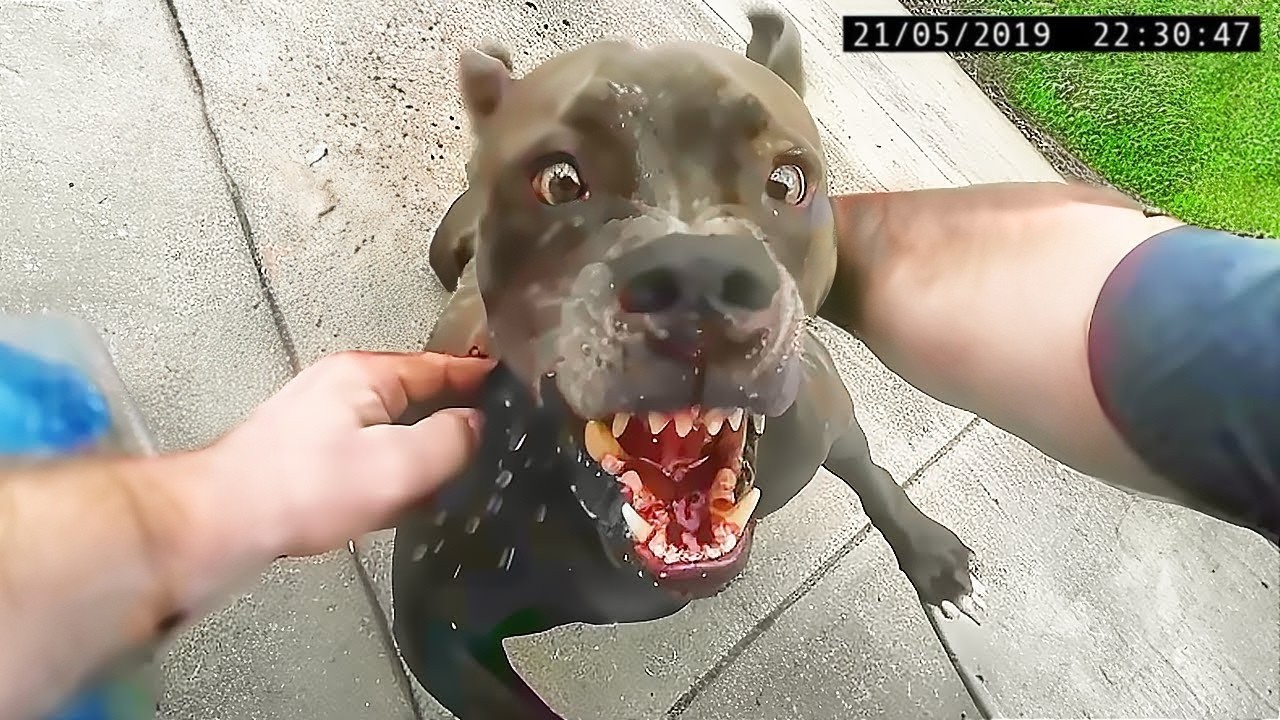 LAS RAZAS DE PERROS M&Aacute;S PELIGROSAS DEL MUNDO