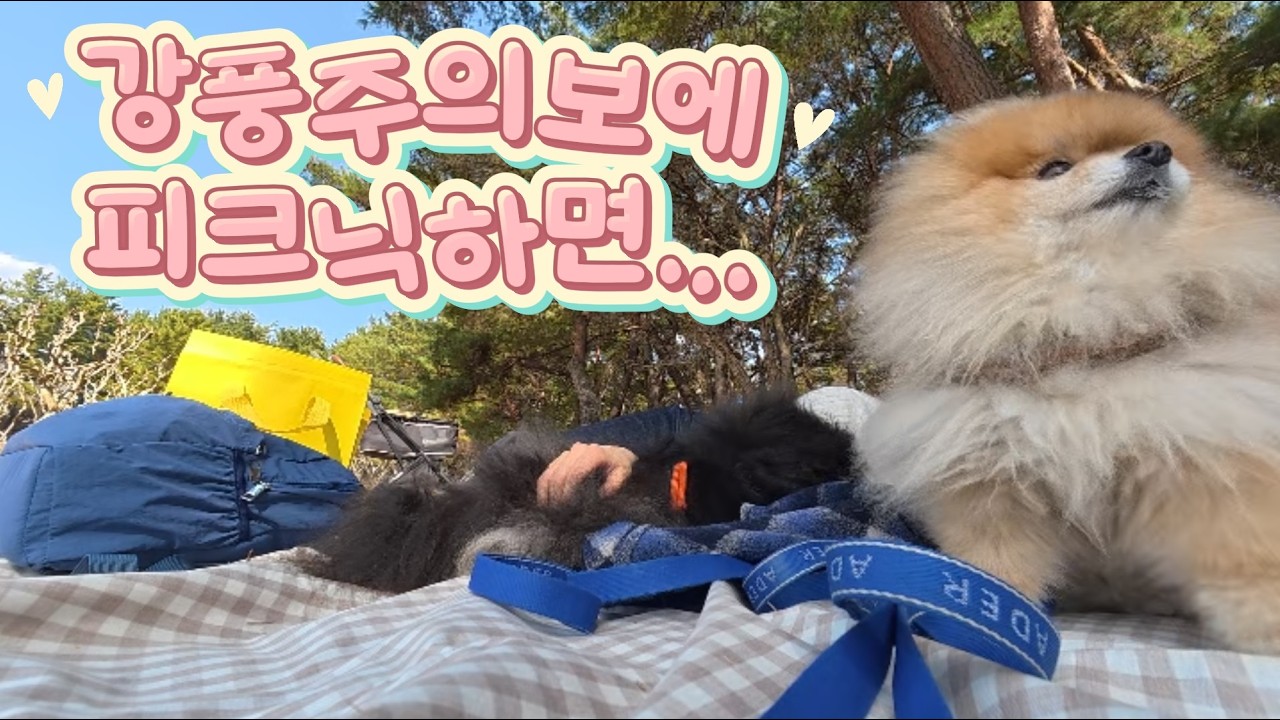 강풍주의보에 피크닉을 가면?(서울에서 경주까지 소풍갔어요)