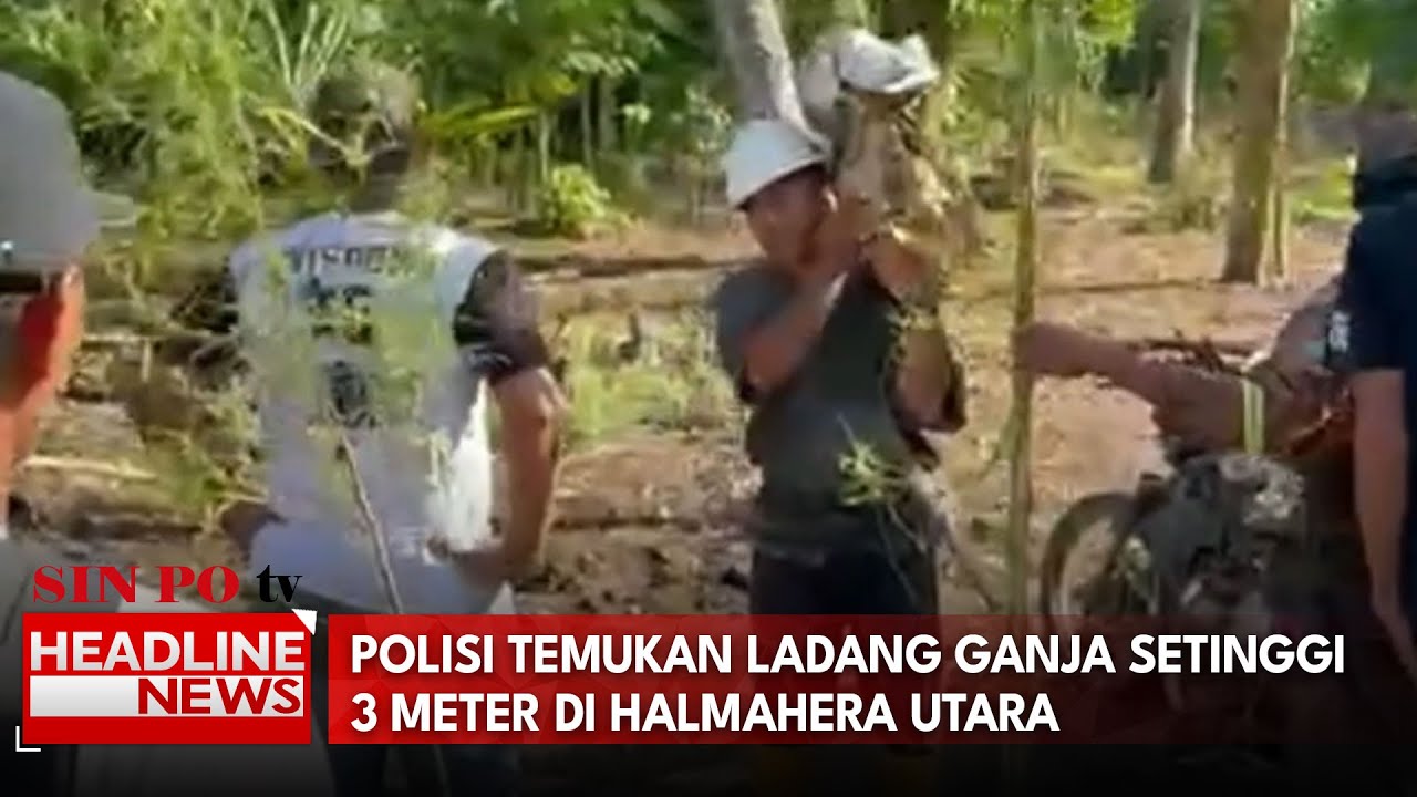 Polisi Temukan Ladang Ganja Setinggi 3 Meter di Halmahera Utara