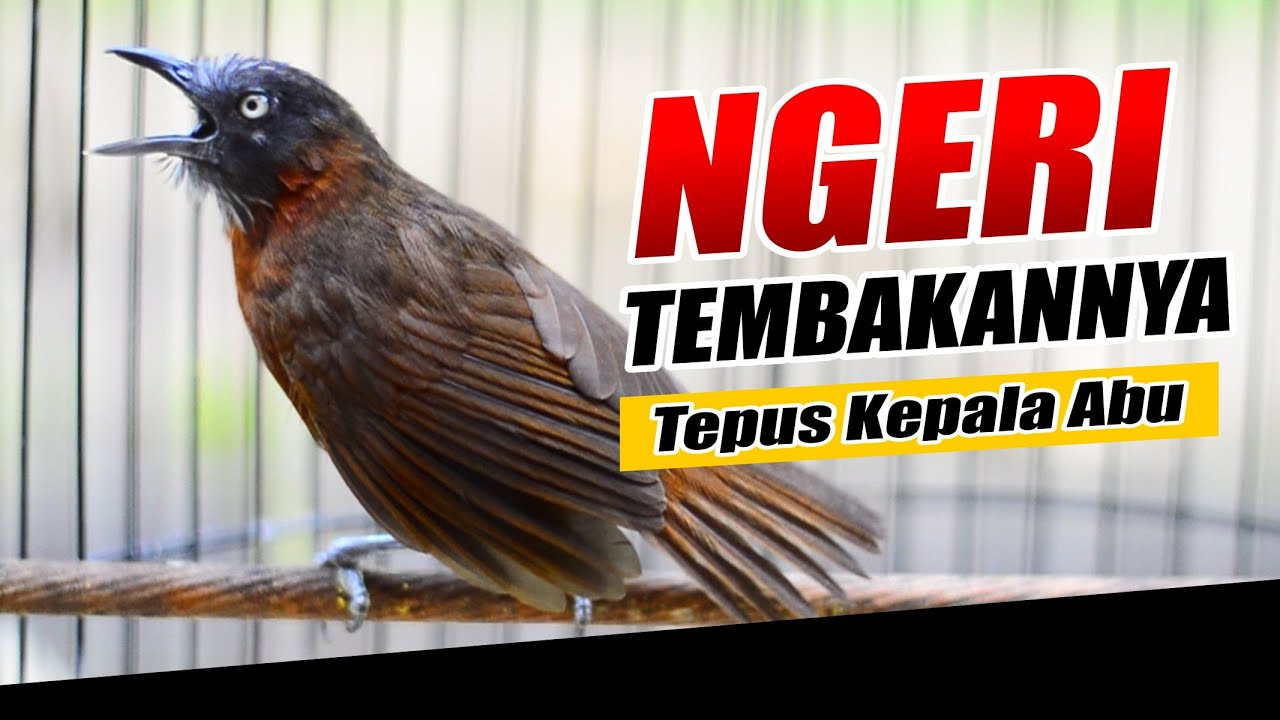 MASTERAN TEPUS KEPALA ABU GACOR PANJANG