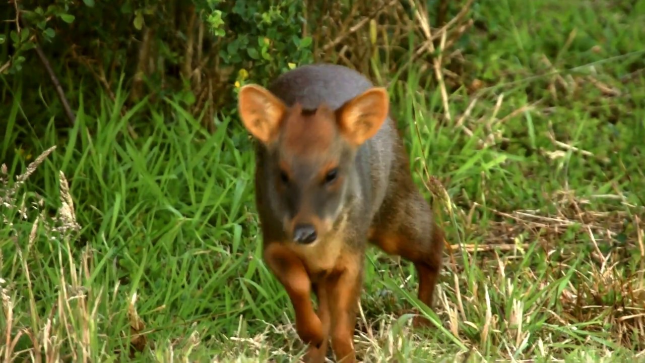 Pudus de Chiloe