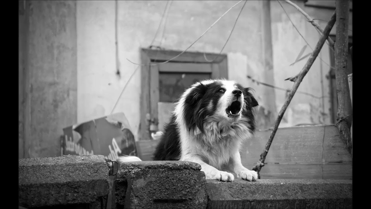 Aggressives Hunde bellen und knurren