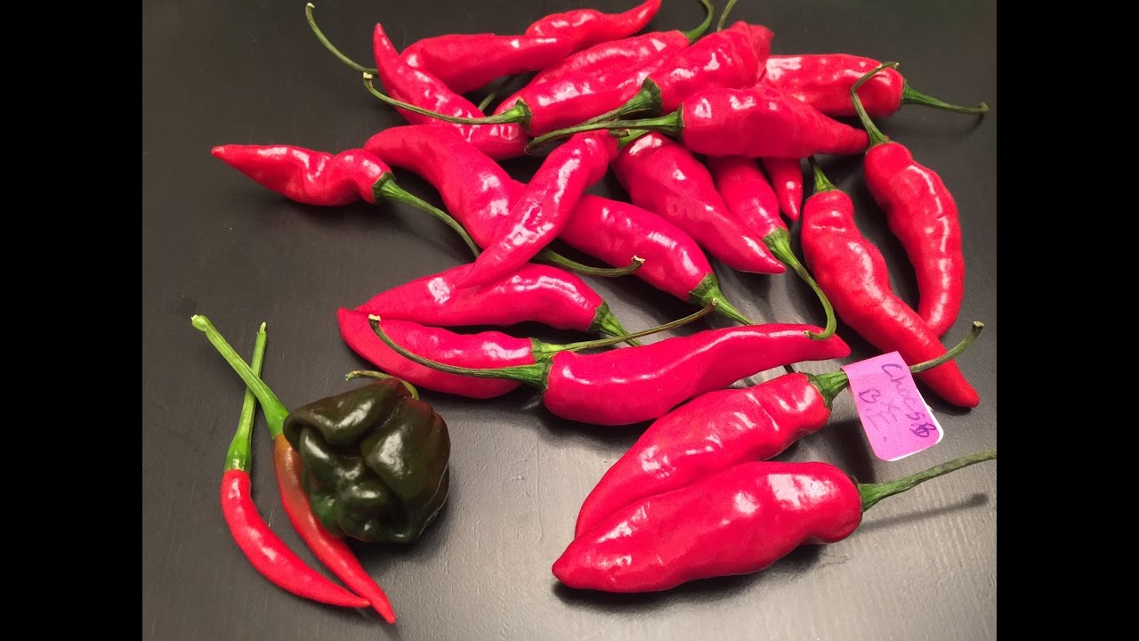 What's That Pepper  Ep19 - Thai Birds Eye x Scotch Bonnet Yellow