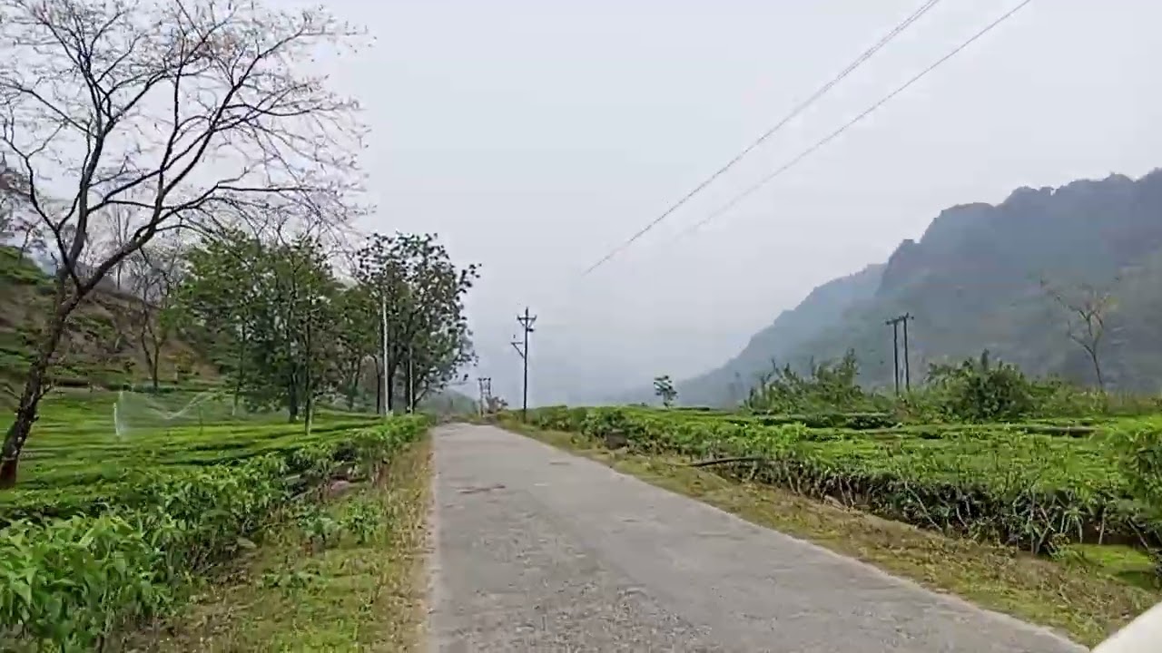 Roadside view from Upper Fagu to Jhandi || Gorubathan || Tea gardens