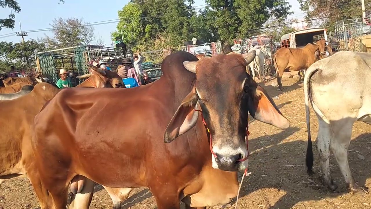 ตลาดวัวส้มป่อย 12/2/69 วัวเข้าตลาดเยอะ เวียดนาม มาสนามน้อย กลับปีใหม่