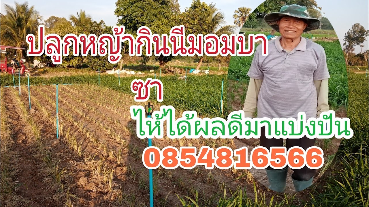 Ep10.ปลูกหญ้ากินนีมอมบาซา.อย่างไรไห้ได้ผลดีเร็ว.ดูแลง่ายมาแบ่งปันกับพ่อสวาท.เพื่อเป็นแนวทางครับผม