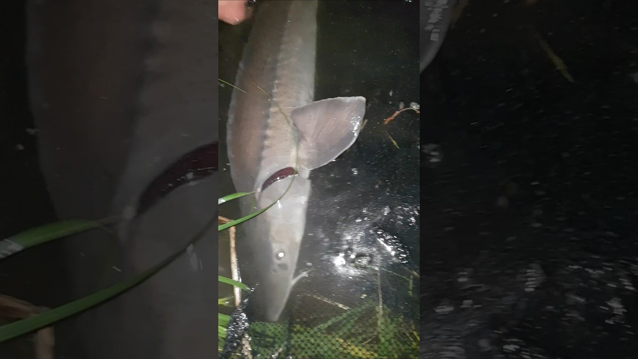 Sturgeon release 🐟🎣❤ 