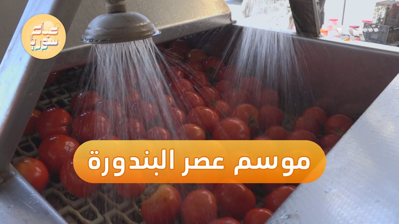 موسم عصر البندورة يلقى إقبالا جيدا هذا العام في ريف حلب | صباح سوريا