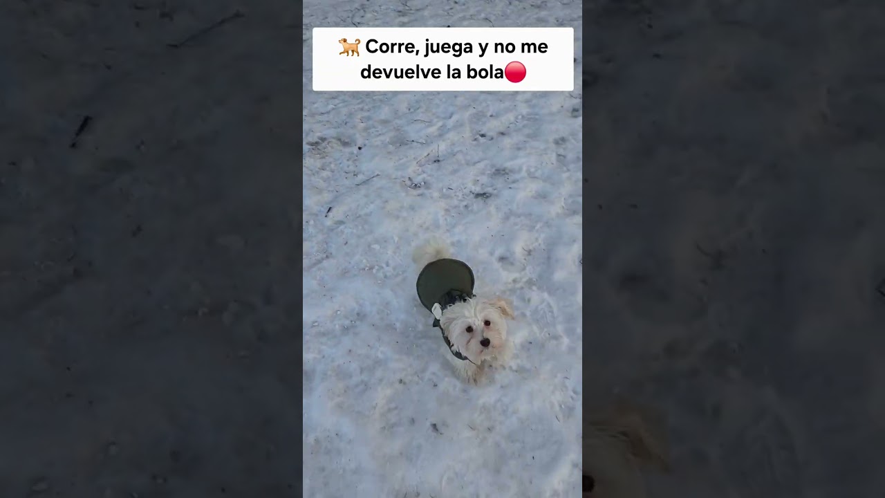 Este lugar en Suecia hace felices a mis perros 🐶❄️#PerrosFelices #Invierno #Suecia #AmorPorLosPerros