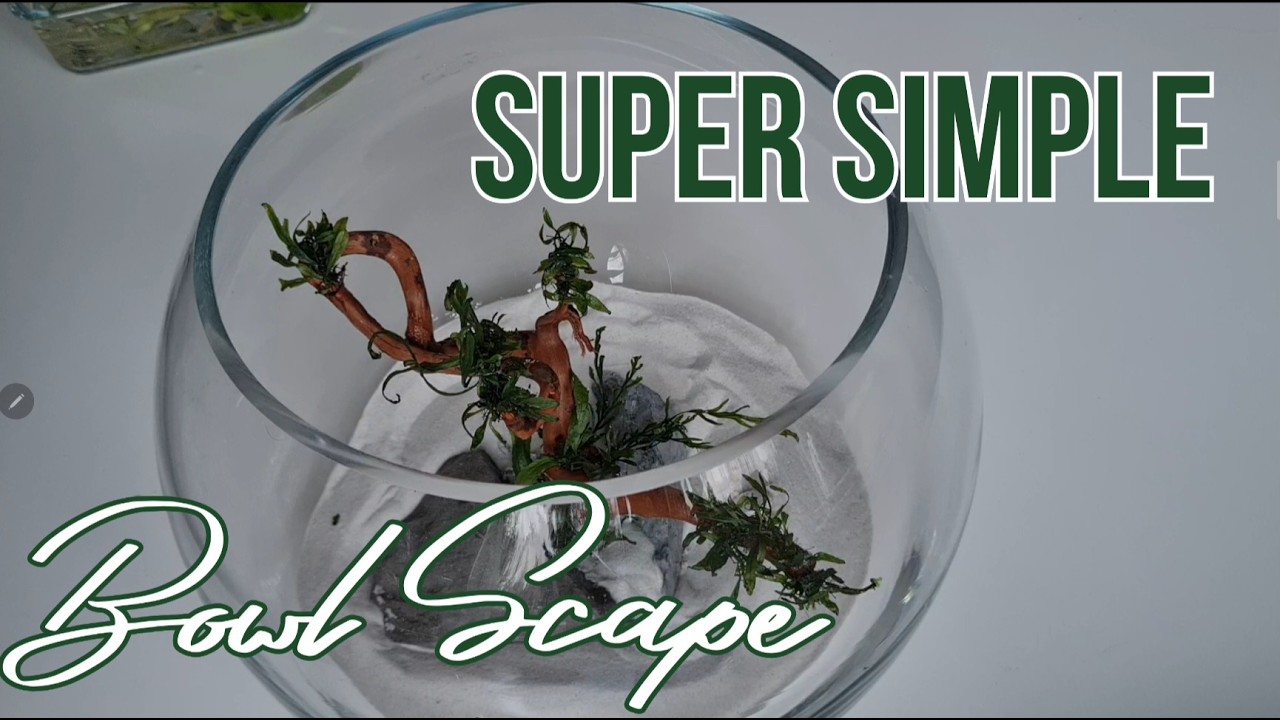 Super Simple Aquascape Bowl - No tech! Helppo Kasvimalja