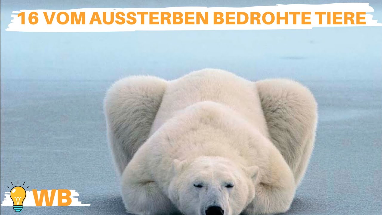 16 vom Aussterben bedrohte Tiere