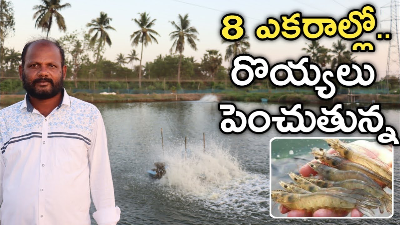 12 సంవత్సరాలుగా రొయ్యలు పెంచుతున్న | Aquaculture Farmer | రైతు బడి