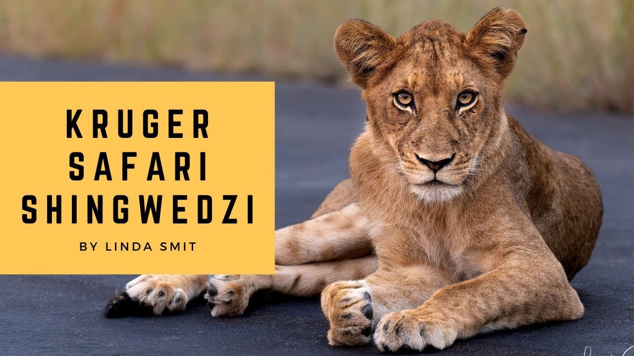 Photographing lion pride on the road, buffalo, giraffes Shingwedzi Mphongolo loop S56 | Kruger Ep13