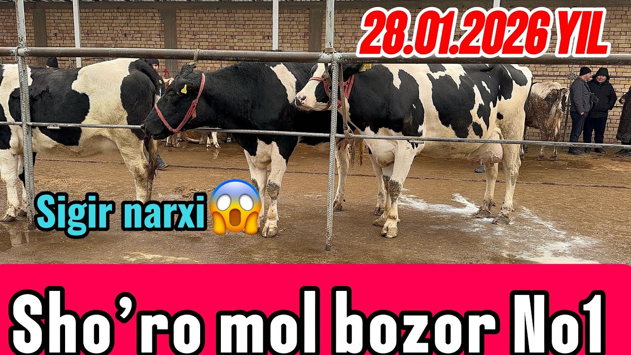 TOSHKENT VIL, QiBRAY TUMANI SHO’RO MOL BOZOR SIGIRLAR