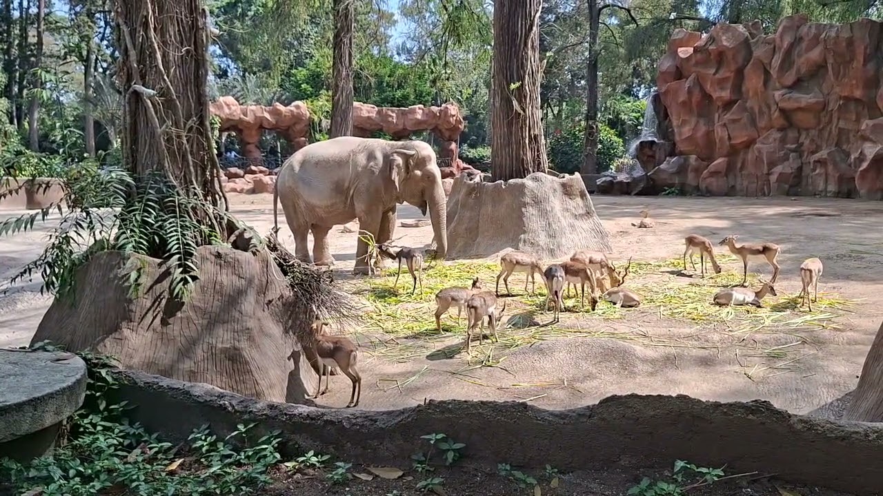Me Perdí en el Zoológico de Guatemala 🐒… ¡Y Mira lo que encontré🦁🦓 