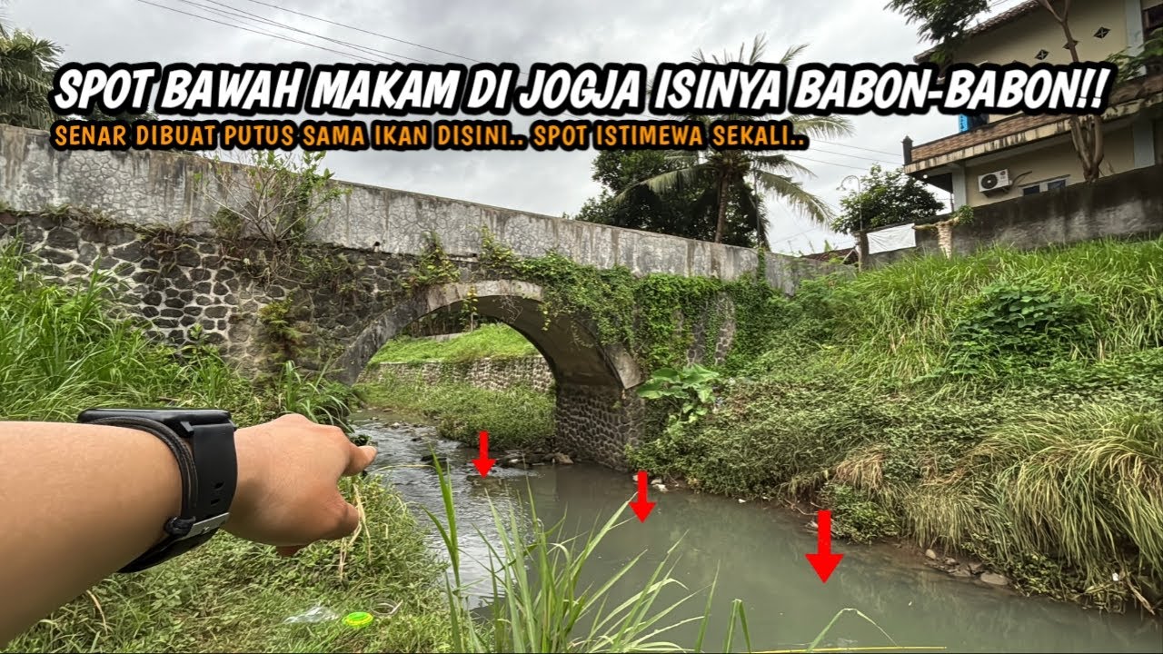 JAUH-JAUH SAMPAI JOGJA SENAR PUTUS DI SAMBAR BABON!! Mancing wader teknik kumbul/seretan umpan magot