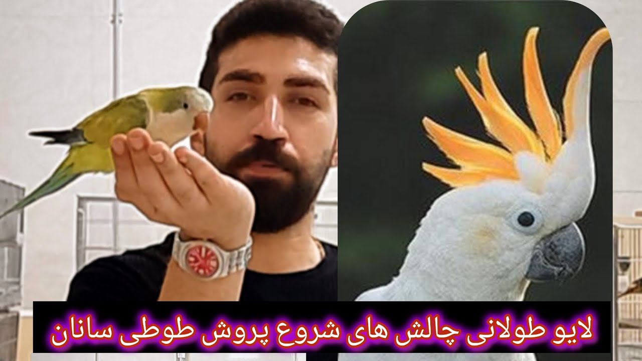 لایو طولانی حتما قبل از شروع پرورش طوطی سانان ببین لایو قسمت اول رو