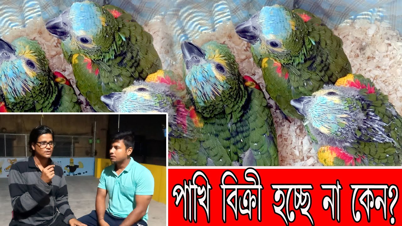 #Lovebirds basic daily base Diet|| Birds selling problem at present time discuss with Jayanta||
