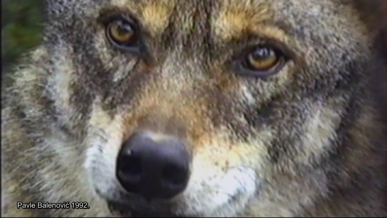 Hidden Mountain Lair | Home to a Wolf Family | Velebit