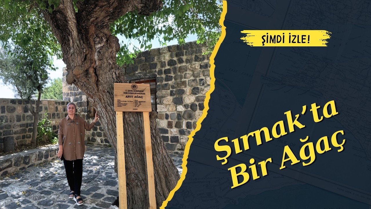 Şırnak'ta Bir Ağaç |Meryem Ana Kilisesi| #meryemana #ağaç